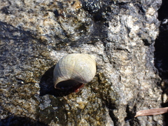 Littorina
