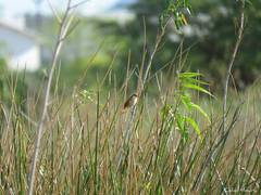 Certhiaxis cinnamomeus