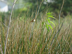 Certhiaxis cinnamomeus