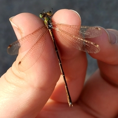 Lestes barbarus