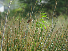 Certhiaxis cinnamomeus