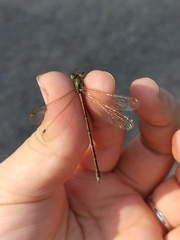 Lestes barbarus