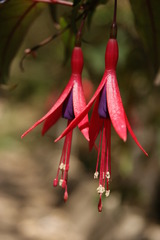 Fuchsia regia