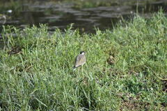 Vanellus indicus