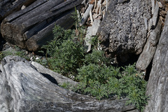 Ambrosia chamissonis