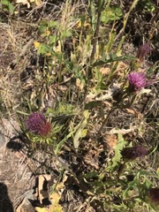 Cirsium andersonii