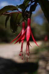 Fuchsia regia