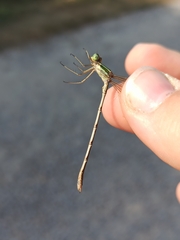Lestes barbarus