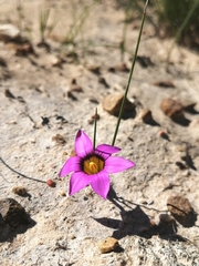 Romulea cruciata
