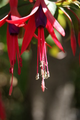 Fuchsia regia