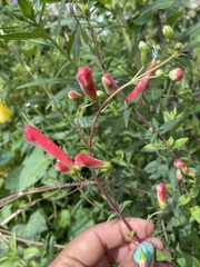 Penstemon isophyllus