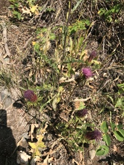 Cirsium andersonii