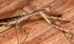 Stagmomantis carolina