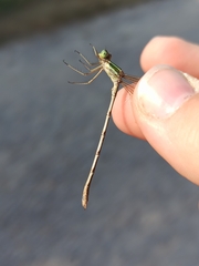 Lestes barbarus