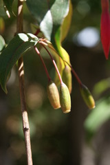 Fuchsia regia