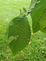Ulmus rubra