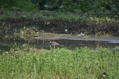 Vanellus indicus