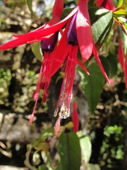 Fuchsia regia