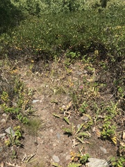 Cirsium andersonii