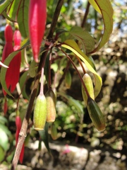 Fuchsia regia