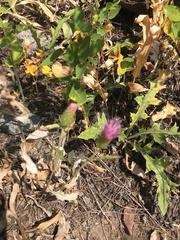 Cirsium andersonii