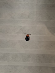 Chrysomeloidea
