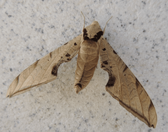 Protambulyx strigilis