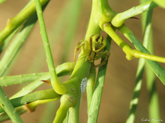 Misumenops maculissparsus