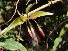 Fuchsia regia