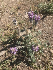 Lupinus lepidus