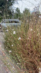 Oenothera lindheimeri