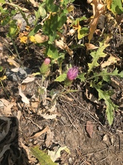 Cirsium andersonii