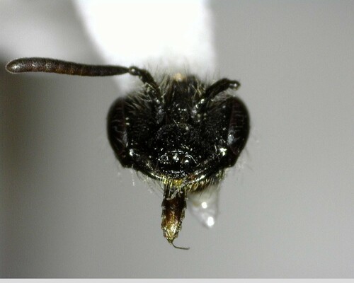 iNaturalist observation photo of Bees