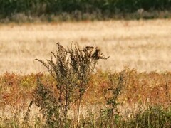 Emberiza calandra