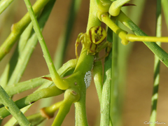 Misumenops maculissparsus