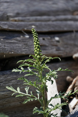 Ambrosia chamissonis