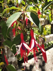 Fuchsia regia
