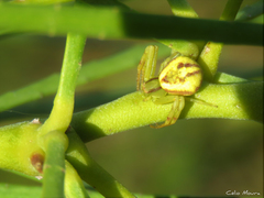 Misumenops maculissparsus