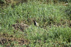 Vanellus indicus
