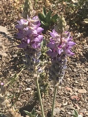 Lupinus lepidus