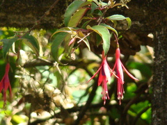 Fuchsia regia
