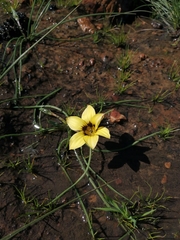 Romulea luteoflora