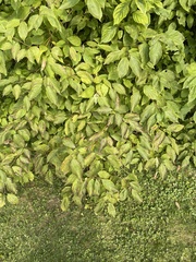 Cornus drummondii