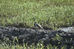 Vanellus indicus