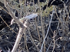 Macronemurus