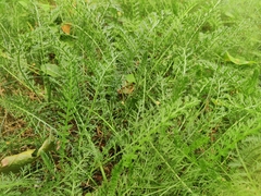 Achillea millefolium