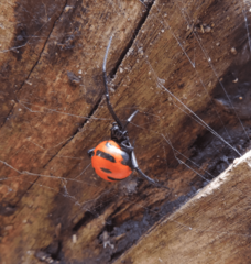 Latrodectus curacaviensis