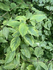 Cornus drummondii