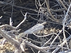 Macronemurus