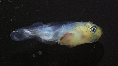 Clinocottus acuticeps